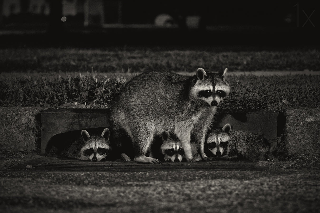 Nocturnal Family Poster och Canvastavla