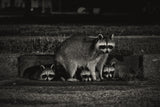 Nocturnal Family Poster och Canvastavla