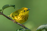 Yellow warbler Poster och Canvastavla