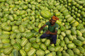 Watermelons worker Poster och Canvastavla