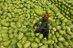 Watermelons worker Poster och Canvastavla