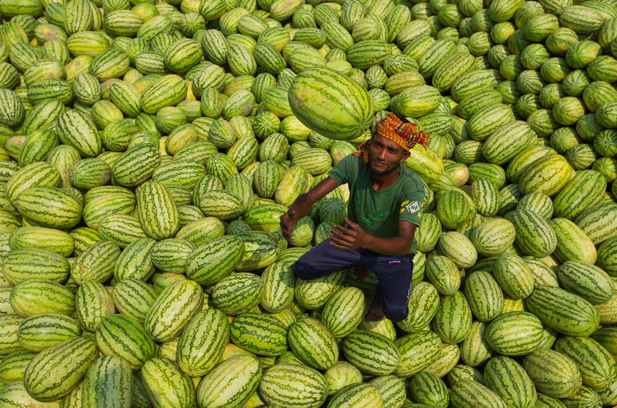 Watermelons worker Poster och Canvastavla