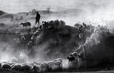 sheep herd Poster och Canvastavla