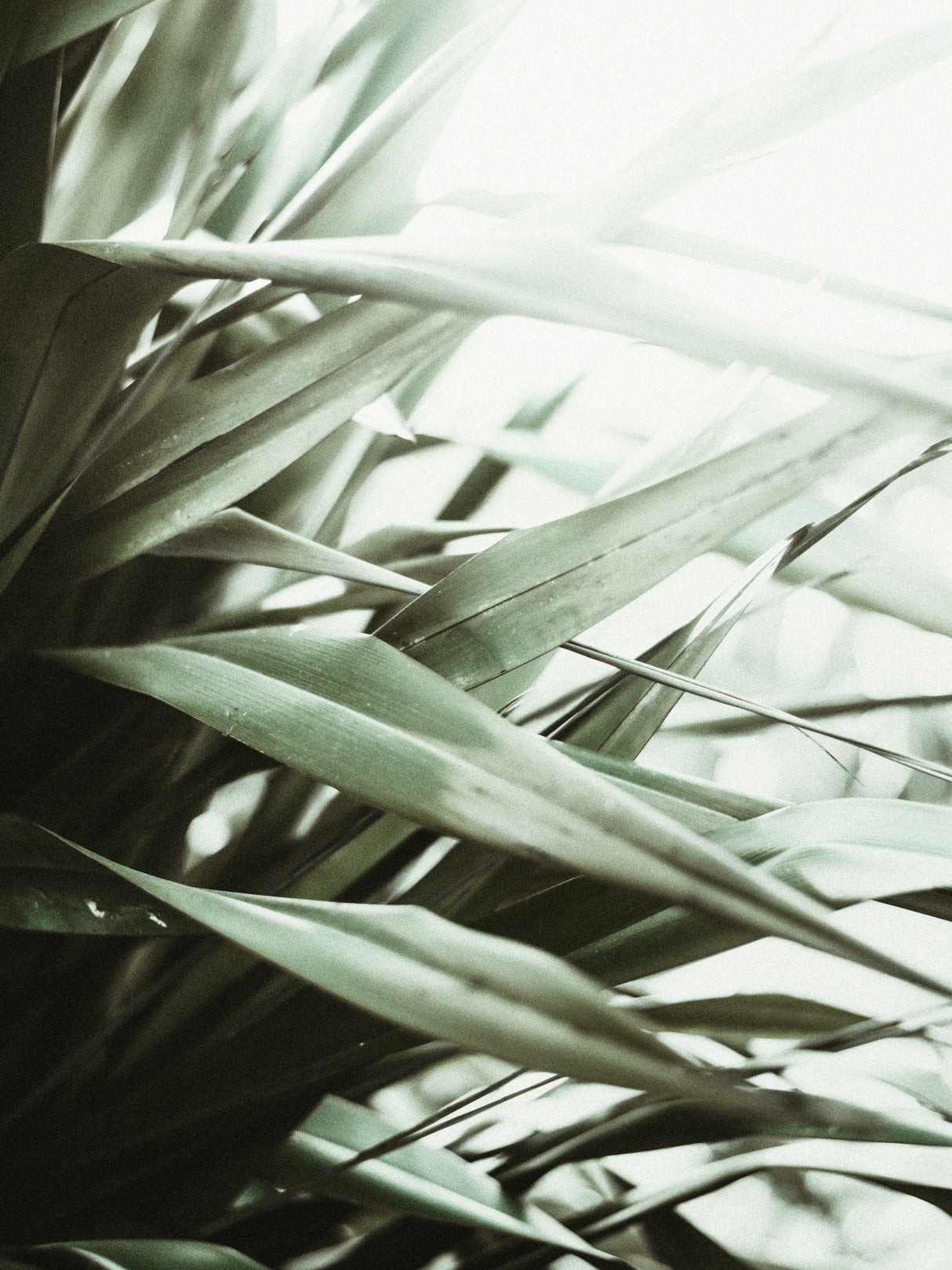 Phormium I Poster och Canvastavla