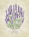 Lavender vintage Poster och Canvastavla