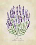 Lavender vintage Poster och Canvastavla
