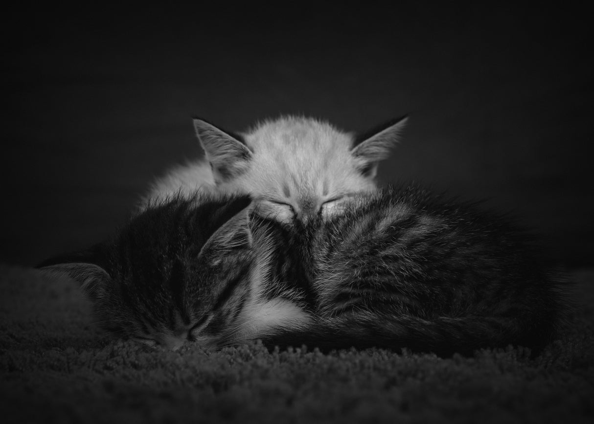sweet dreams Poster och Canvastavla