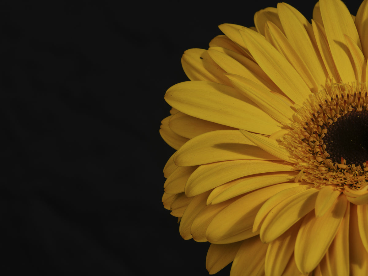 beautiful flower Poster och Canvastavla