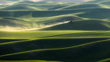 Palouse In Spring Poster och Canvastavla