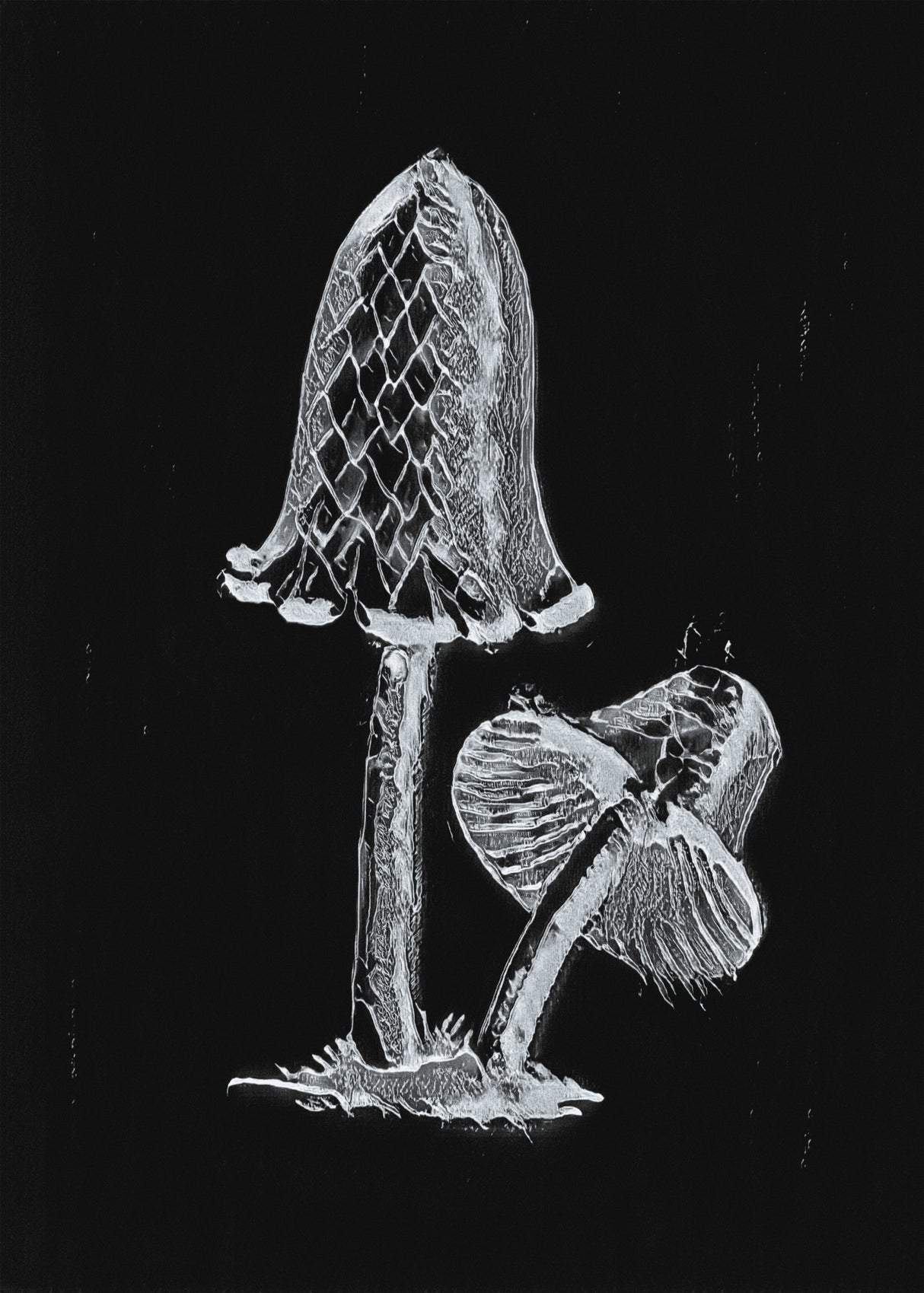 Vintage Inky Cap Edible Mushroom Dark BW Poster och Canvastavla