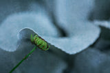 Hide in the shade 2 Poster och Canvastavla