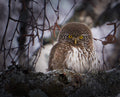 Pygmy Owl. Poster och Canvastavla