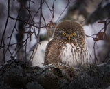 Pygmy Owl. Poster och Canvastavla