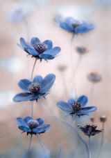 Cosmos blue Poster och Canvastavla