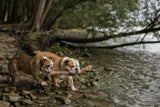 Crossing the stream Poster och Canvastavla