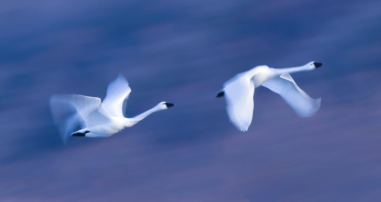 Soaring in the Sky Poster och Canvastavla