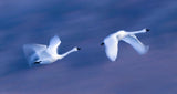 Soaring in the Sky Poster och Canvastavla