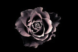 Rose Poster och Canvastavla