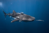 Whale shark Poster och Canvastavla