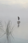Heron in the morning mist Poster och Canvastavla