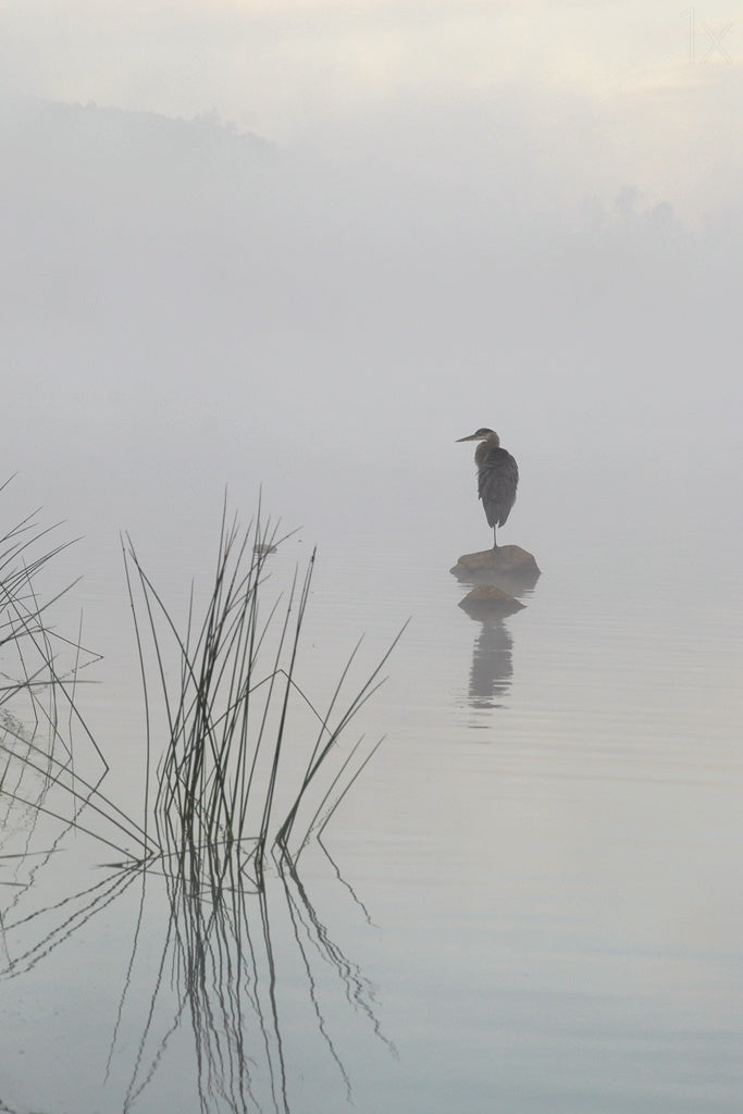 Heron in the morning mist Poster och Canvastavla