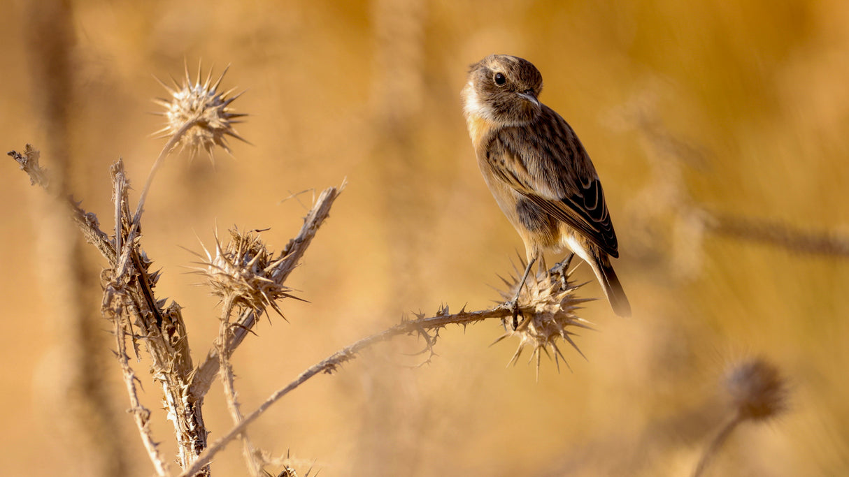 Stonechat Poster och Canvastavla