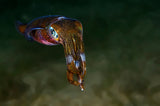 Squid Poster och Canvastavla