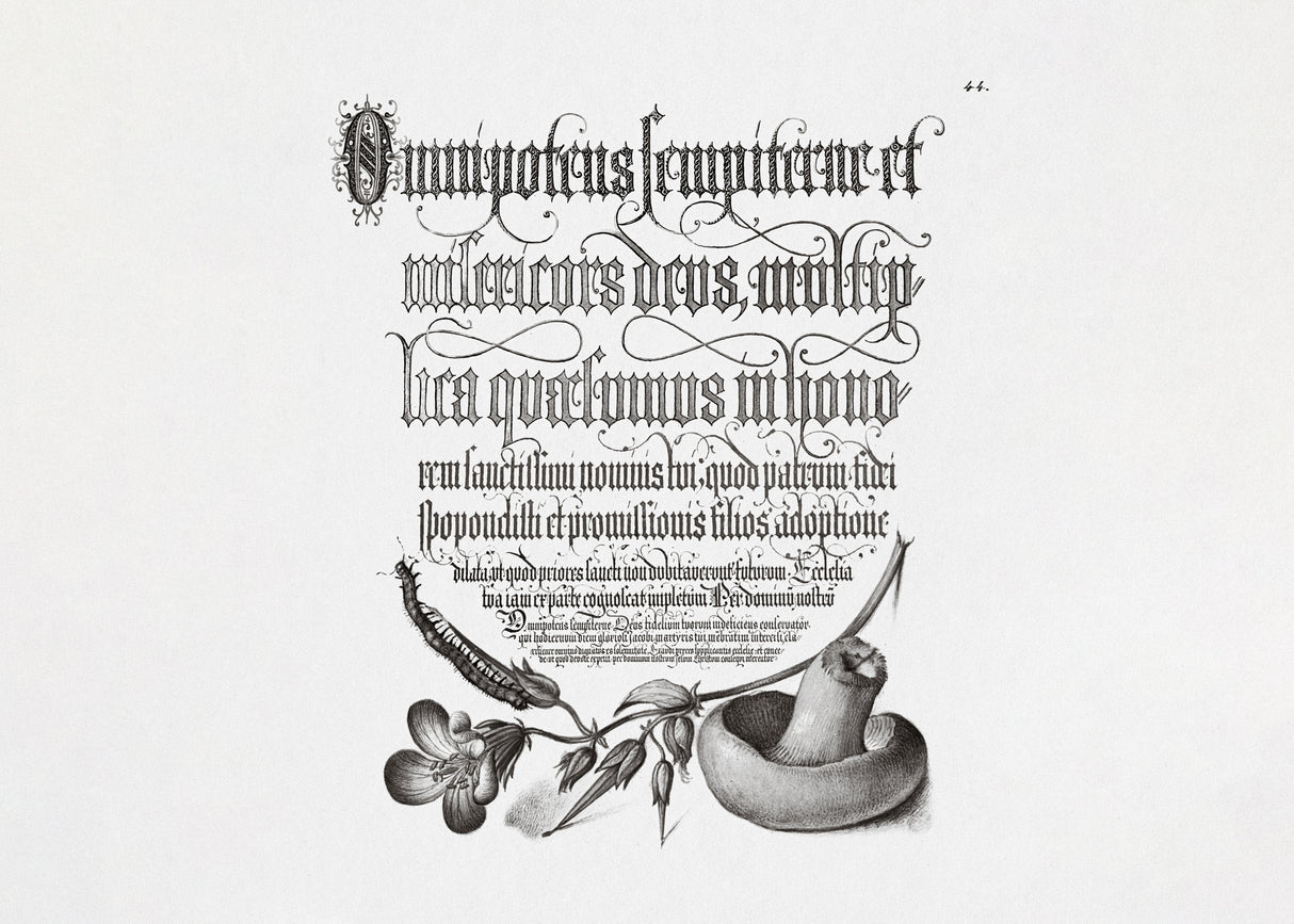 Centipede, Wood Cranesbill, and Mushroom Bw Horizontal Poster och Canvastavla