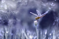 dragonfly Poster och Canvastavla