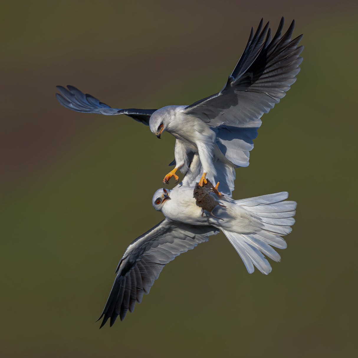 White Tailed Kite Poster och Canvastavla