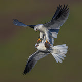 White Tailed Kite Poster och Canvastavla