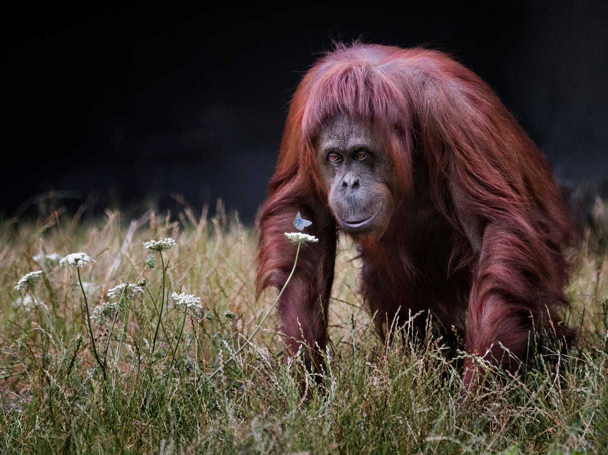Orang-utan with Butterfly. Poster och Canvastavla