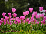 Pink Tulips Poster och Canvastavla