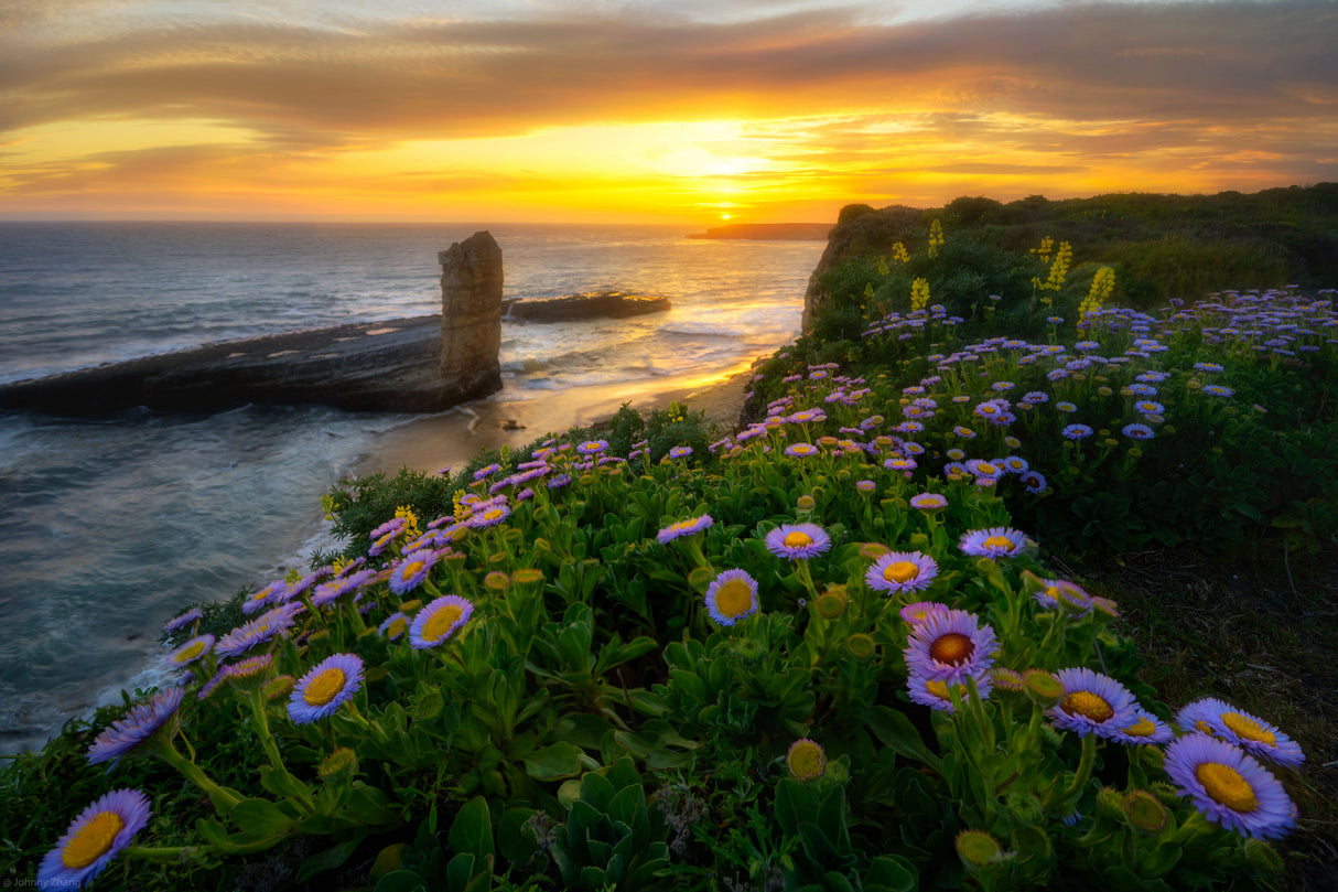 Sunset On The Coast Poster och Canvastavla