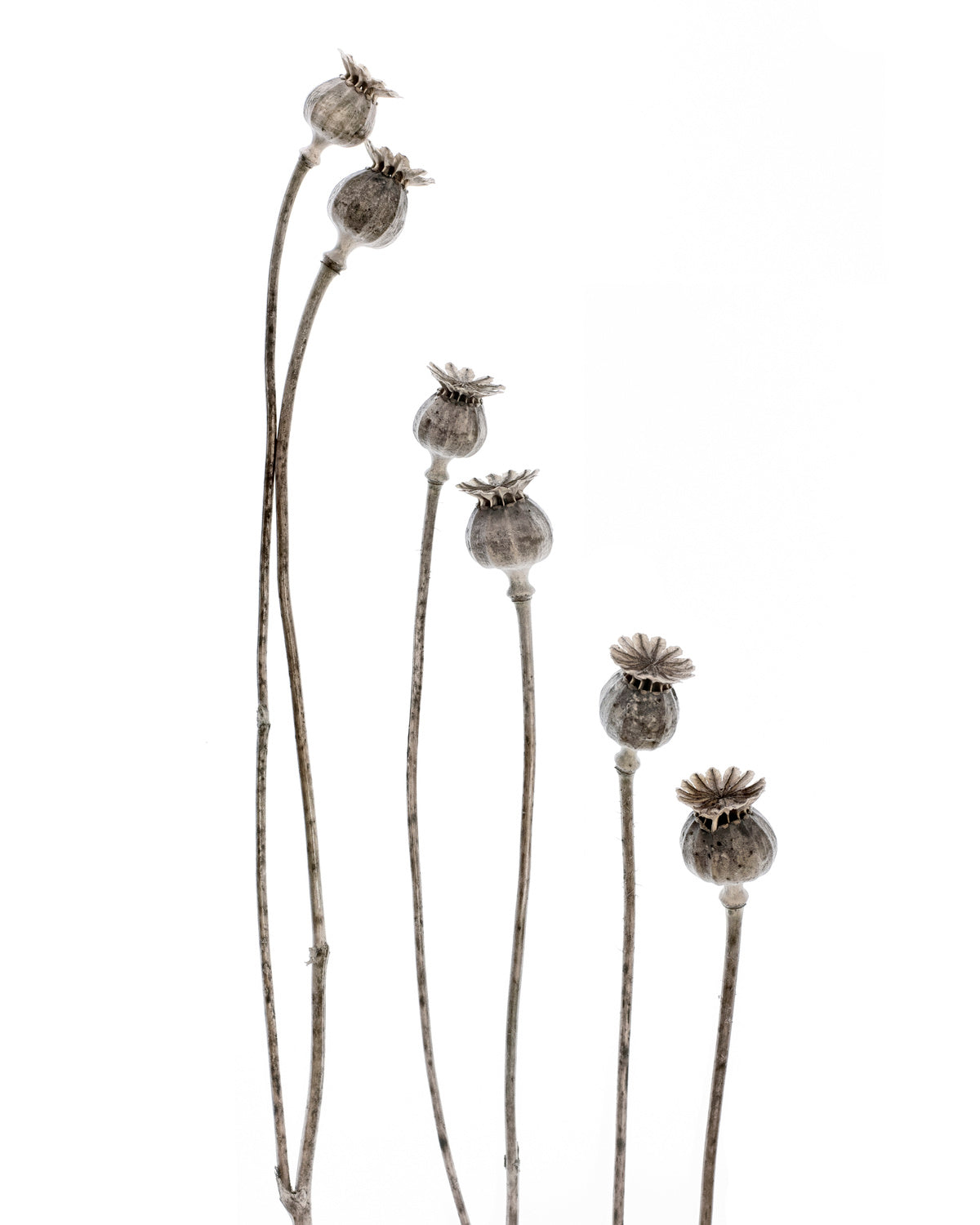 Last years flowering poppies Poster och Canvastavla
