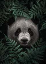 Panda Bear In The Forest Poster och Canvastavla