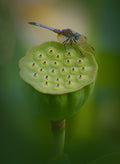 Dragonfly on Lotus Poster och Canvastavla