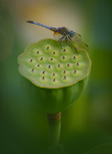 Dragonfly on Lotus Poster och Canvastavla