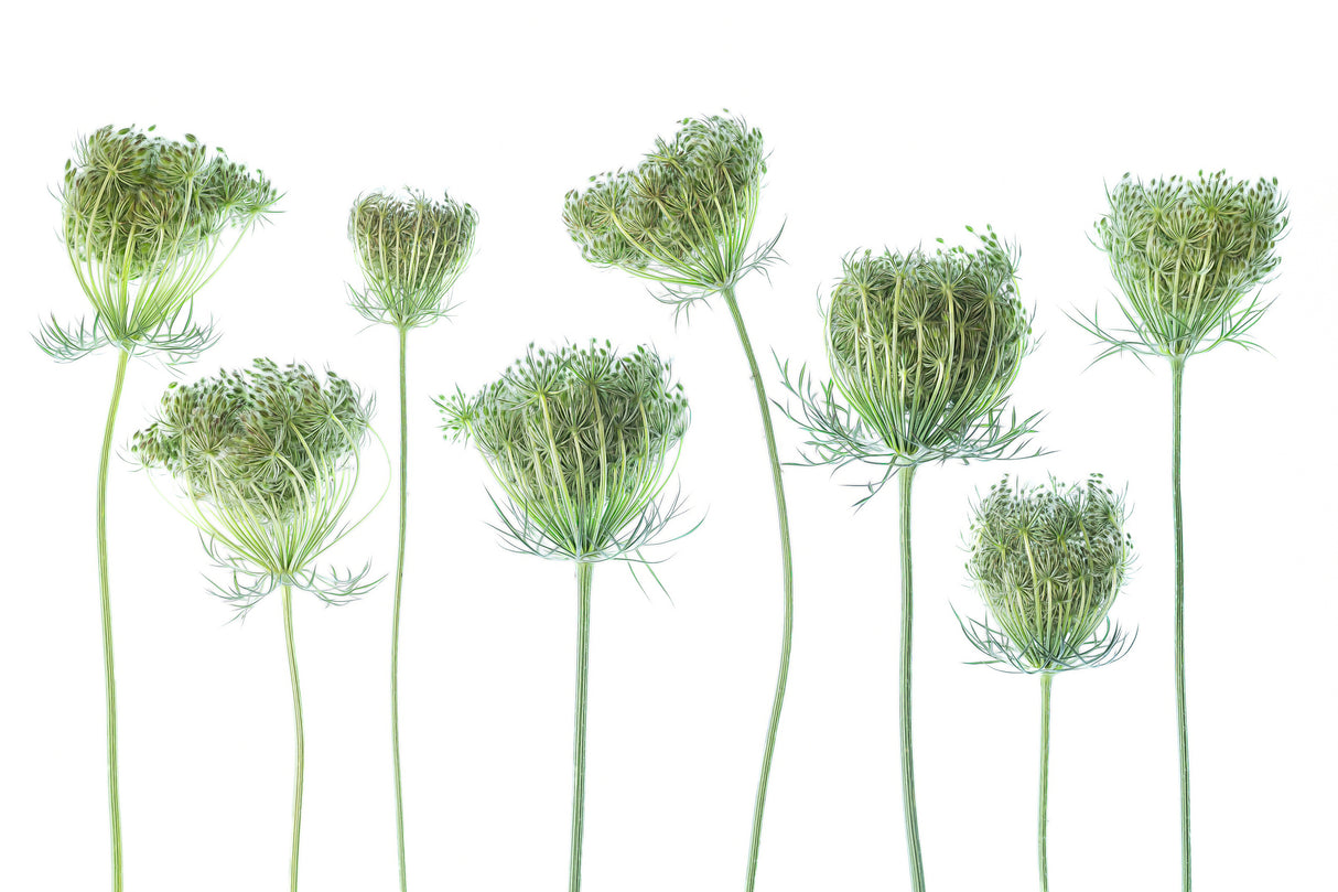 Wild Carrot Poster och Canvastavla