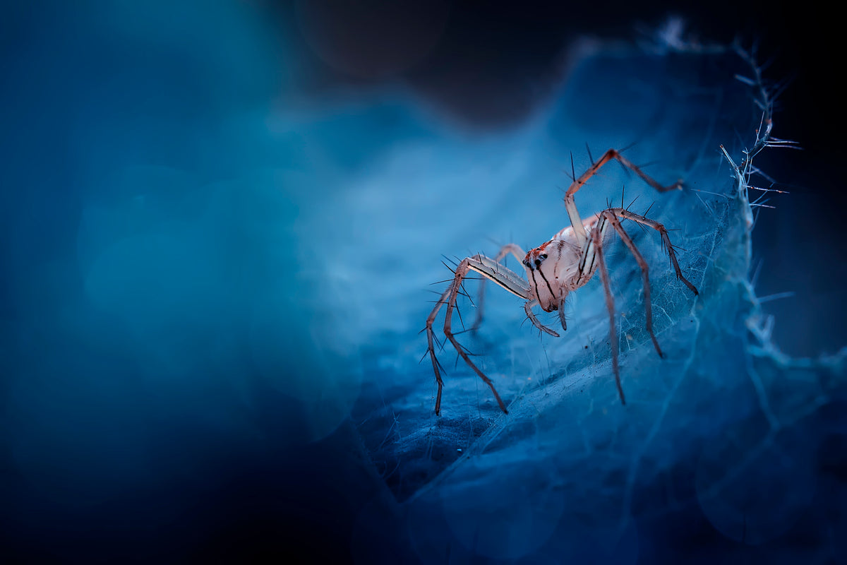 Blue World Spider Poster och Canvastavla