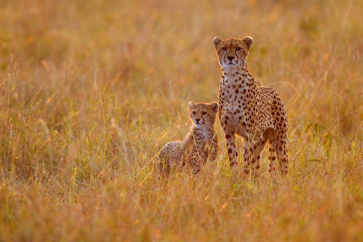 Mother and son Poster och Canvastavla