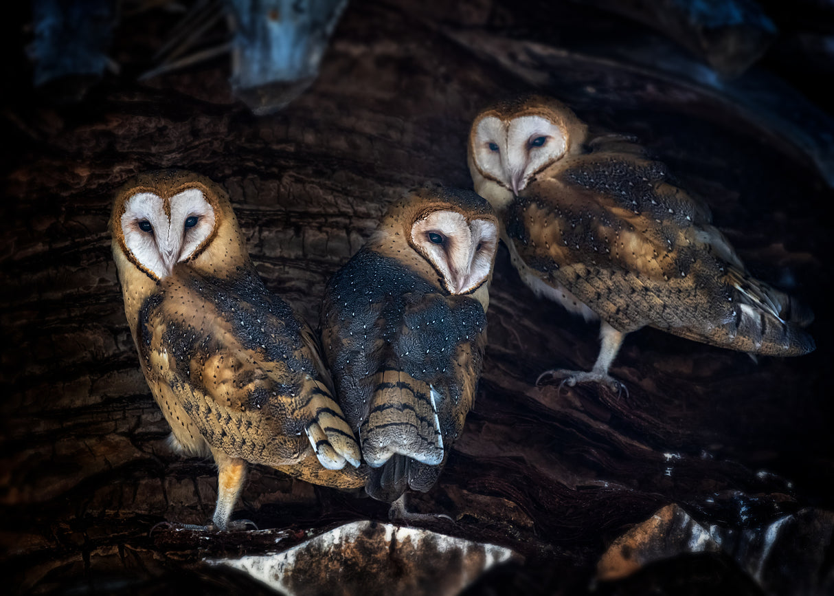 Baby Barn Owls Poster och Canvastavla