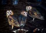 Baby Barn Owls Poster och Canvastavla