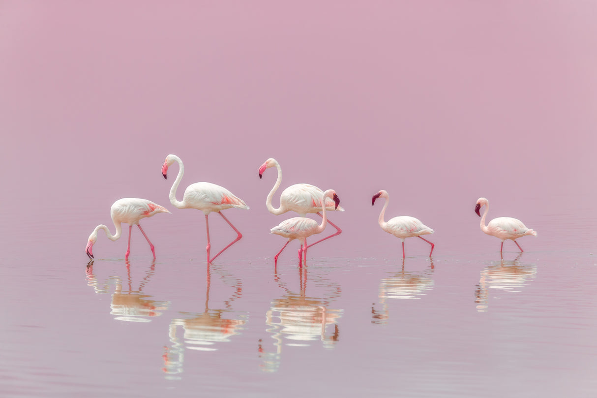 Flamingos Poster och Canvastavla