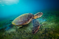 Green turtle Poster och Canvastavla
