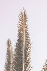 Phoenix Palm Poster och Canvastavla