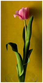Tulip2 Poster och Canvastavla