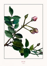 Rose Poster och Canvastavla
