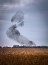 Starling dance Poster och Canvastavla