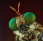 Robberfly Poster och Canvastavla